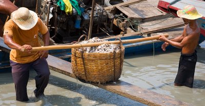 Hauling fish out