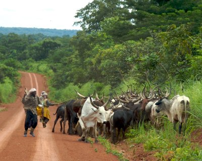 Fulani Cattlemen