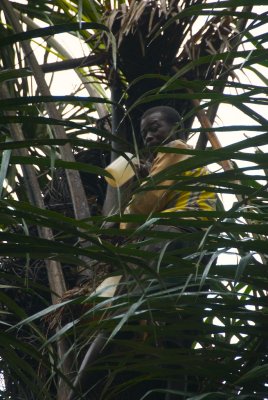 Tapping Palm Wine