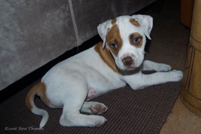 Otis