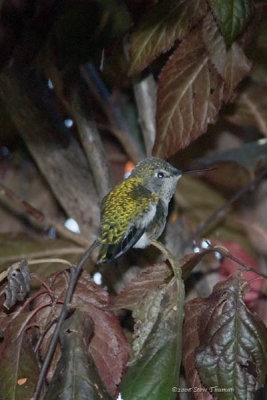 Hummingbird