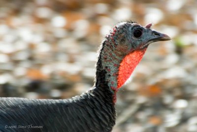 Wild Turkey