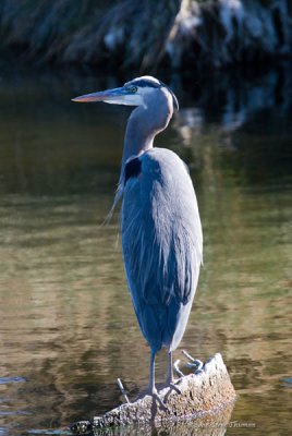 Great Blue Heron