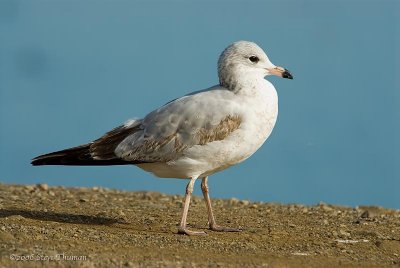 Ring-billed Gull