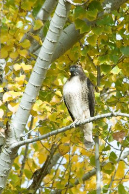 Red-tailed Hawk