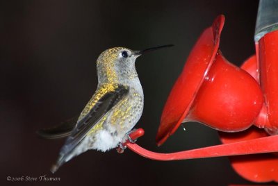 Hummingbird Snack Time