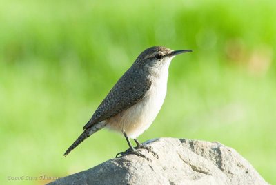 Rock Wren