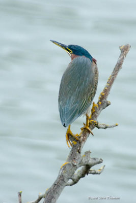 Green Heron