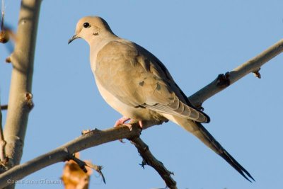 Morning Dove