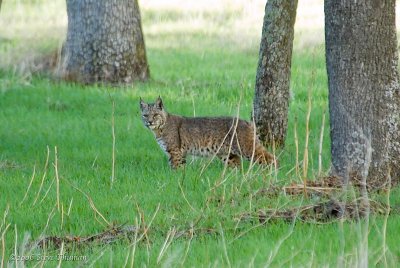 Bobcat