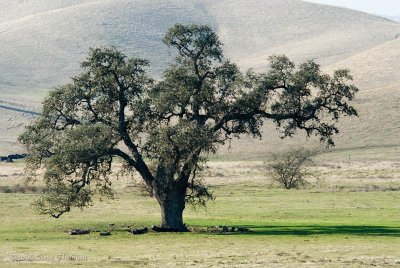 Old Oak