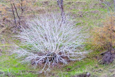 Crazy Bush