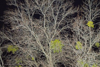 Tree at Night