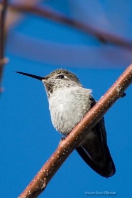 Hummingbird