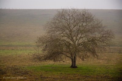 Hawk and Tree
