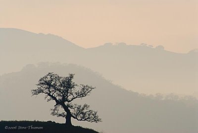 Lonely Oak