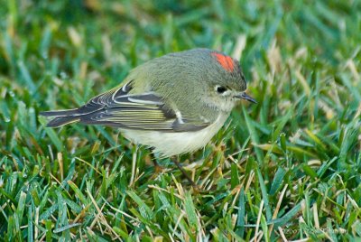 Ruby-crowned Kinglet