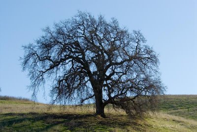 Ancient Oak