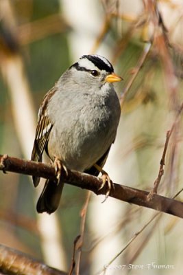 White-crowned Sparrow