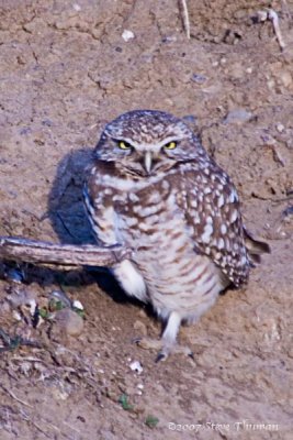 Burrowing Owl