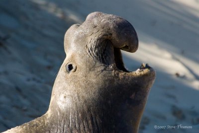 Elephant Seal at Ano Nuevo Preserve
