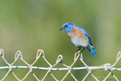 Western Bluebird