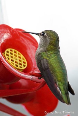 Hungry Hummer