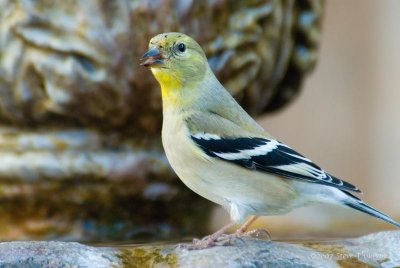 American Goldfinch