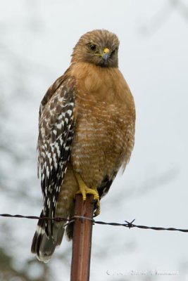 Red-shouldered Hawk