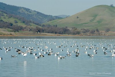 Los Vaqueros Bird Boat Trip