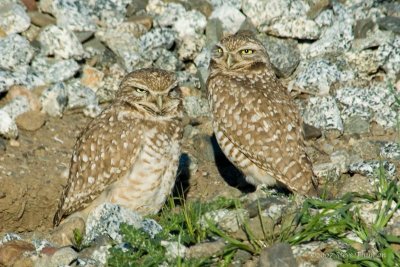 Burrowing Owl Couple