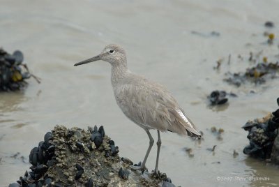 Willet