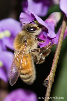 Spring Bee