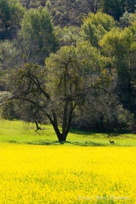 Spring Mustard