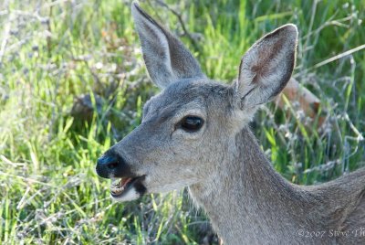 Happy Deer