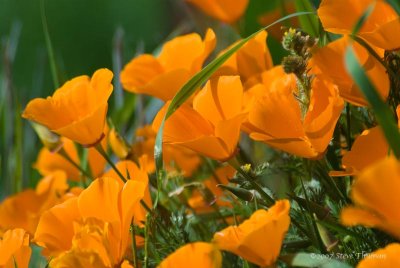 Spring Poppies