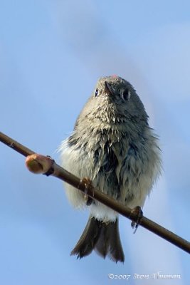 Ruby-Crowned Kinglet