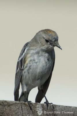 Yellow-rumped Warbler