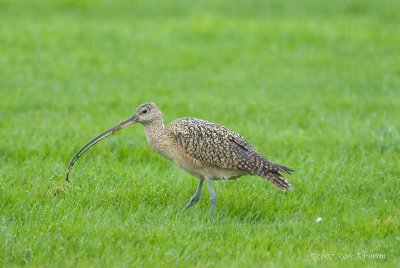 Long-billed Curlew