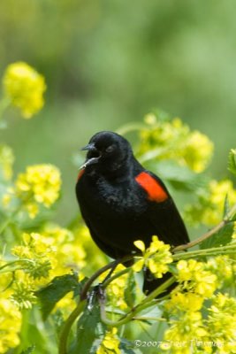 Red-winged Blackbird