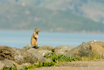 Curious Squirrel