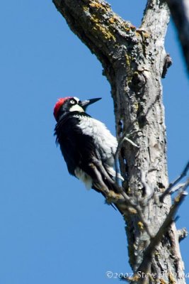 Acorn Woodpecker