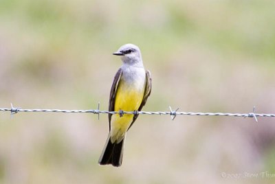 Western Kingbird