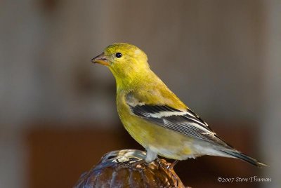 American Goldfinch