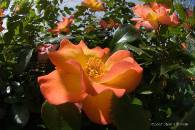 Spring Rose