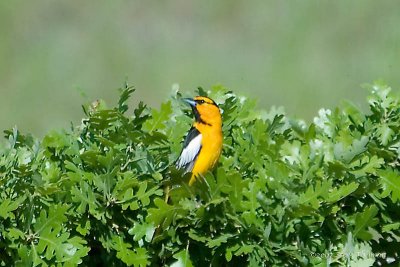 Bullock's Oriole