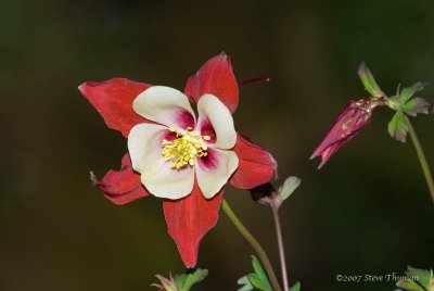 Columbine