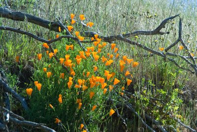 Poppies!