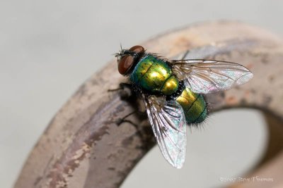 House Fly