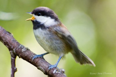 Black-capped Chickadee